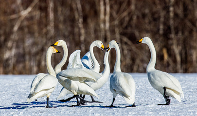 Group of swans on a snow. Japan. Hokkaido. Tsurui.  An excellent illustration.