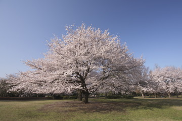 三角形に見えた桜