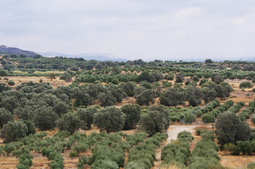 Fototapeta na wymiar Greek olive grove on Crete