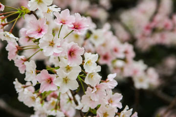 日本の桜