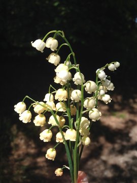 bouquet di mughetti