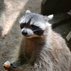 Waschbär