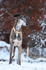 alter Galgo Espanol im Winter