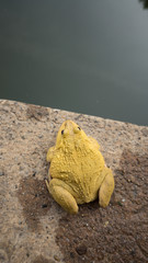 frog