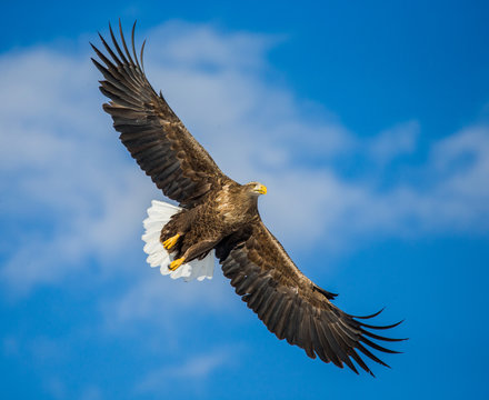 White-tailed eagle in flight on background blue sky. Japan. Hakkaydo. Shiretoko Peninsula. Shiretoko National Park . An excellent illustration.