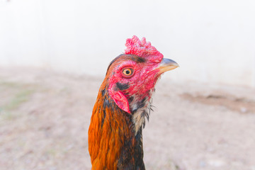 Chicken close-up, thai gamecock background.