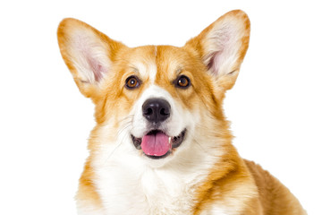 dog looking on a white background