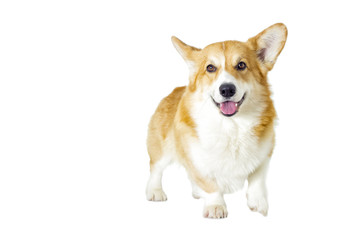 dog looking on a white background