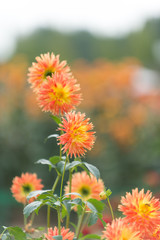 満開のダリア園
