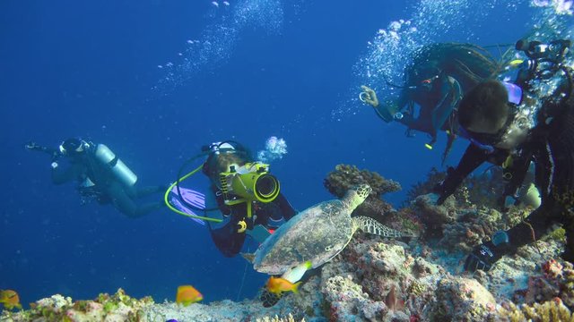 Морская черепаха Бисса очень дружелюбна. Увлекательные подводные погружения на рифах Мальдивских островов.