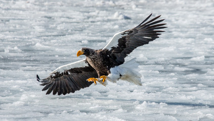 Steller's sea eagle flies on a background of the sea. Japan. Hakkaydo. Shiretoko Peninsula. Shiretoko National Park . An excellent illustration.