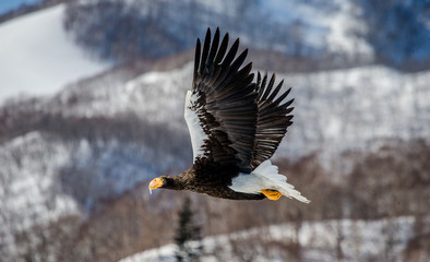 Steller's sea eagle in flight on background of snowy hills. Japan. Hakkaydo. Shiretoko Peninsula. Shiretoko National Park . An excellent illustration.