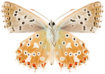 The butterfly Chalkhill blue or Polyommatus coridon. Beautiful blue butterfly family Lycaenidae isolated on white background, ventral view of butterfly.