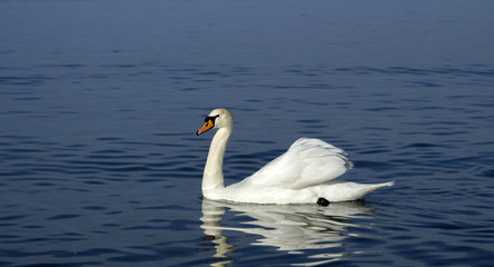 Swan swimming in water