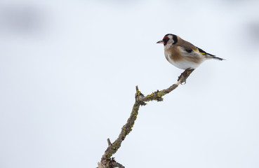 Le chardonneret élégant