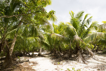Fototapeta na wymiar Green palm trees in the jungle of Seychelles