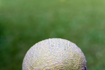 Texture of melon on green background
