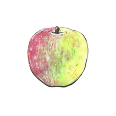 hand drawn watercolor isolated red and green apple on white background