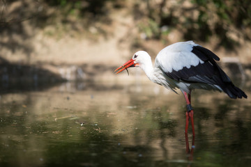 Hungriger Storch mit Libelle im Schnabel