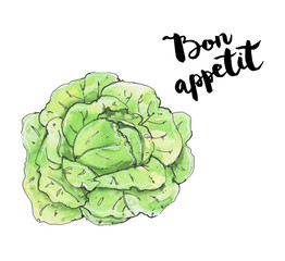 hand drawn watercolor vegetables cabbage with handwritten words
