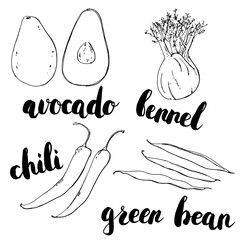 hand drawn set of graphic vegetables avocado fennel chili gre