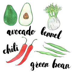 hand drawn set of watercolor vegetables avocado fennel chili gre