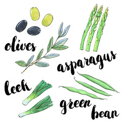 hand drawn set of watercolor vegetables olives green bean leek a