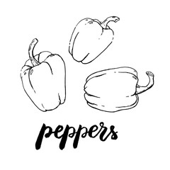 hand drawn graphic vegetables peppers with handwritten words