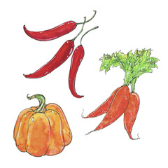 hand drawn watercolor vegetables pumpkin radish chili  on white background