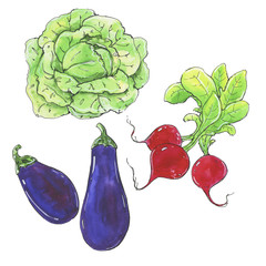 hand drawn watercolor vegetables pumpkin radish chili  on white