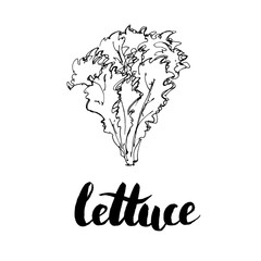 hand drawn graphic vegetables lettuce with handwritten words