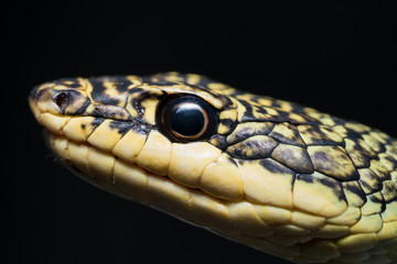 Close-up Golden Tree Snake head Isolated on black background.
very unusual in that it is capable of a type of gliding flight.