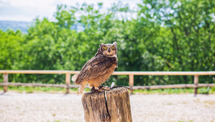 Grand Duc , Rocher des Aigles, Rocamadour, Lot, France 