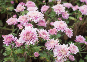 Beautiful pink mum flower in the garden