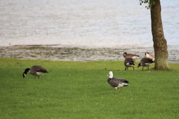 Emperor goose (Chen canagica) and canada geese (Branta canadensis)