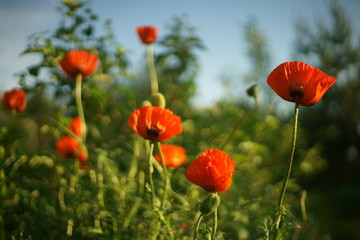 Poppies.