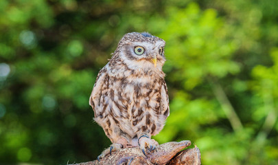 Obraz premium Petit Duc , Rocher des Aigles, Rocamadour, Lot, France 