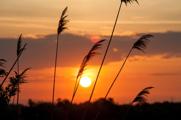 Gr&auml;ser vor aufgehender Sonne