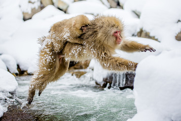 Obraz premium Japanese macaques jumping through a small river. Japan. Nagano. Jigokudani Monkey Park. An excellent illustration.