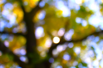 Defocused autumn tree
