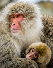 Portrait of a mother with a baby Japanese macaque. Close-up. Japan. Nagano. Jigokudani Monkey Park. An excellent illustration.