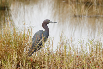 Little Blue Heron - Merritt Island, Florida