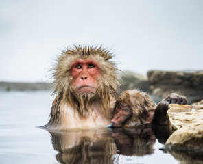 Mom and baby Japanese macaque sitting in water in a hot spring. Japan. Nagano. Jigokudani Monkey Park. An excellent illustration.