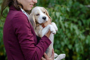 beagle puppy in the hands of the hostess
