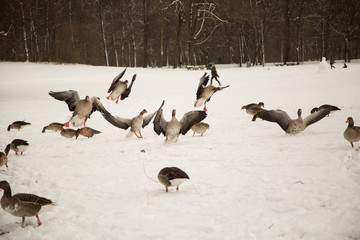 Wildgänse im Englischen Garten