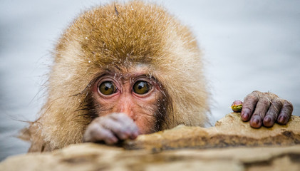 Obraz premium Japanese macaque sitting in water in a hot spring. Japan. Nagano. Jigokudani Monkey Park. An excellent illustration.