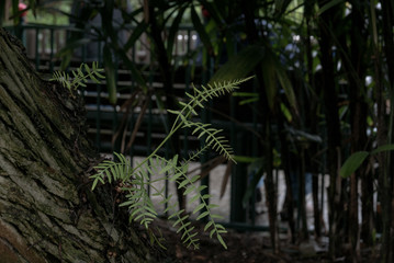 Naklejka premium New growth