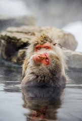 Two Japanese macaques sitting in water in a hot spring. Japan. Nagano. Jigokudani Monkey Park. An excellent illustration.