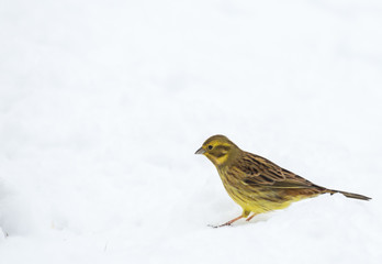 Le bruant jaune