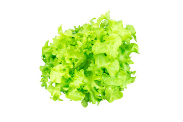 Top view of fresh green oak lettuces vegetable isolated on white background